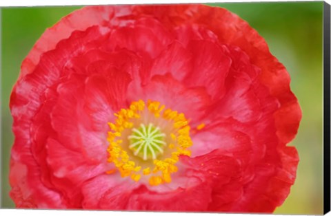 Framed Red Poppy Flower Print