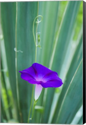 Framed Purple Morning Glory Print