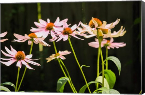 Framed Purple Coneflowers 1 Print