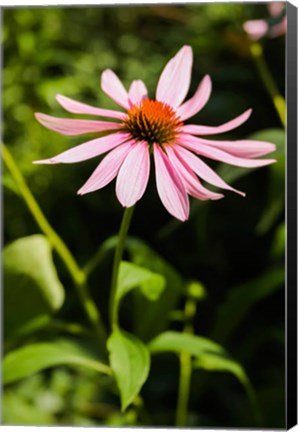 Framed Purple Coneflowers 2 Print