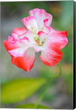 Framed Poppy Flower Print