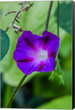 Framed Purple Morning Glory 1 Print