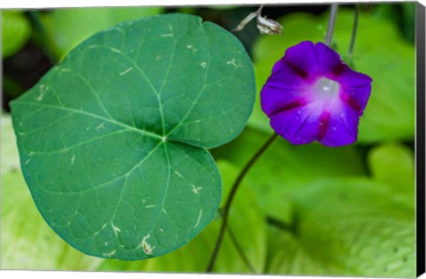 Framed Purple Morning Glory 2 Print