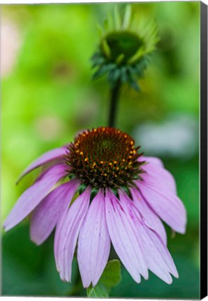 Framed Purple Coneflower Print