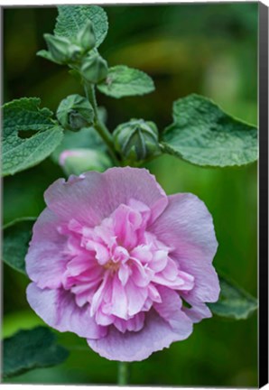 Framed Pink Hollyhock Print