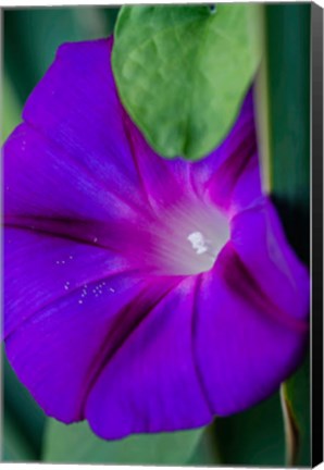 Framed Purple Morning Glory Print