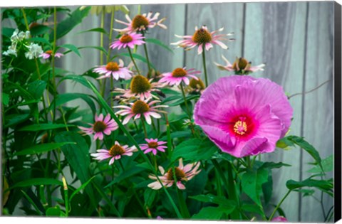 Framed Summer Garden Flowers 1 Print