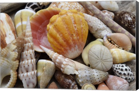 Framed Tropical Shell Still-Life 3 Print