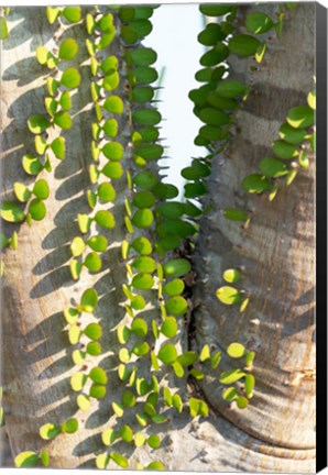 Framed Madagascar Spiny Forest, Anosy - Ocotillo Plants With Leaves Sprouting From Their Trunks Print