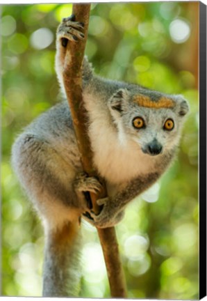 Framed Madagascar, Lake Ampitabe, Female Crowned Lemur Has A Gray Head And Body With A Rufous Crown Print