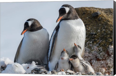 Framed Antarctica, Antarctic Peninsula, Brown Bluff Gentoo Penguin With Three Chicks Print