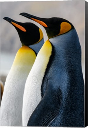 Framed South Georgia Island, St Andrews Bay King Penguins Print