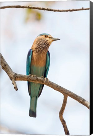 Framed India, Madhya Pradesh, Bandhavgarh National Park An Indian Roller Posing On A Tree Branch Print