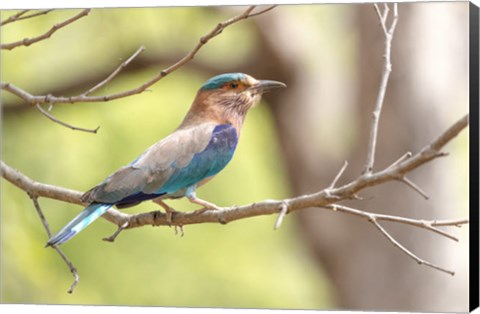 Framed India, Madhya Pradesh, Bandhavgarh National Park Portrait Of An Indian Roller Print