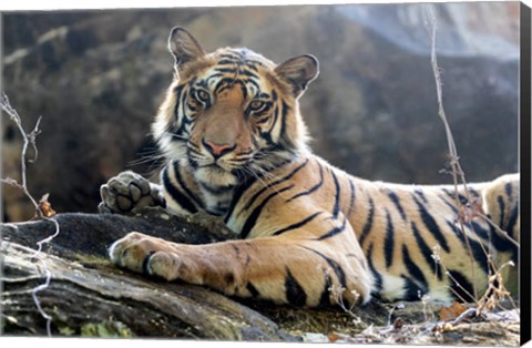 Framed India, Madhya Pradesh, Bandhavgarh National Park A Young Bengal Tiger Resting On A Cool Rock Print