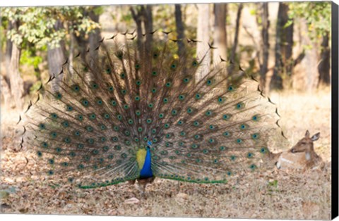 Framed India, Madhya Pradesh, Kanha National Park A Male Indian Peafowl Displays His Brilliant Feathers Print