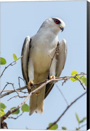 Framed India, Madhya Pradesh, Kanha National Park Portrait Of A Black-Winged Kite On A Branch Print