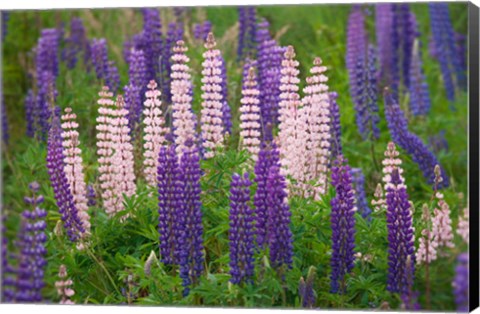 Framed New Zealand, South Island Lupine Flower Scenic Print