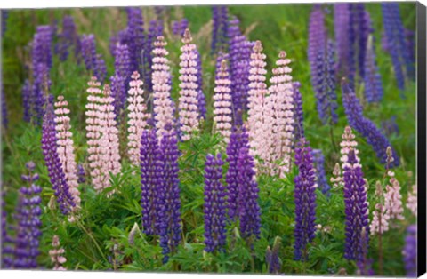 Framed New Zealand, South Island Lupine Flower Scenic Print