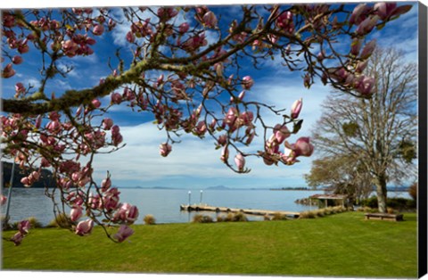 Framed Magnolia Tree In Bloom, And Lake Taupo, Braxmere, Tokaanu, Near Turangi, North Island, New Zealand Print