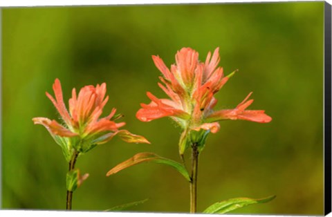 Framed Jasper National Park, Alberta, Canada Red Indian Paintbrush Wildflower Print