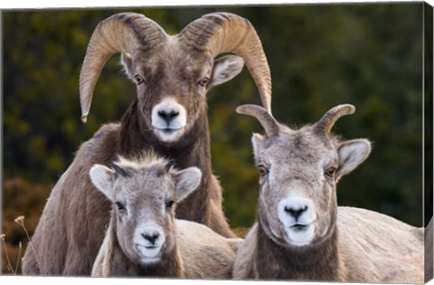 Framed Alberta, Jasper Bighorn Sheep Ram With Juveniles Print