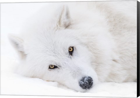 Framed Alberta, Yamnuska Wolfdog Sanctuary White Wolfdog Portrait Print