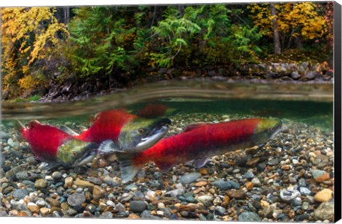 Framed British Columbia, Adams River Sockeye Salmon Split Shot Print