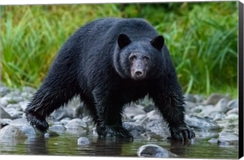 Framed British Columbia Black Bear Searches For Fish At Rivers Edge Print