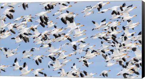 Framed British Columbia Reifel Bird Sanctuary, Snow Geese Flock In Flight Print