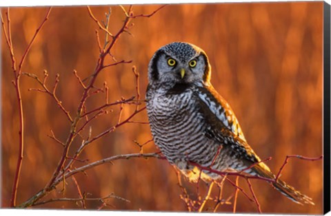 Framed British Columbia Northern Hawk Owl Perched On Blueberry Bush Print