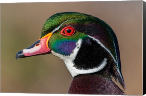 Framed Vancouver, Reifel Bird Sanctuary, Wood Duck Drake Portrait Print