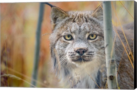 Framed Yukon, Whitehorse, Captive Canada Lynx Portrait Print