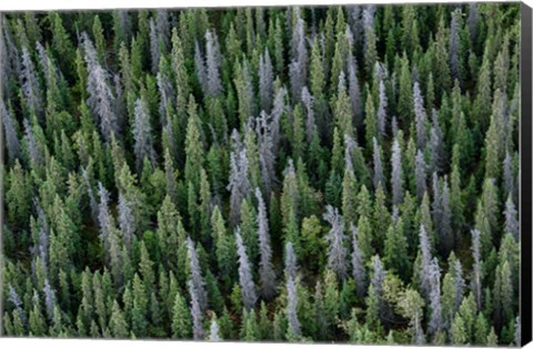 Framed Yukon, Kluane National Park Mix Of Living And Dead White Spruce Trees Print