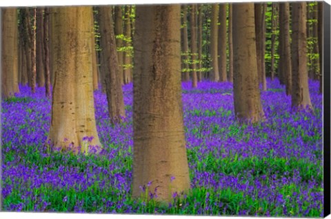 Framed Europe, Belgium Hallerbos Forest With Trees And Bluebells Print