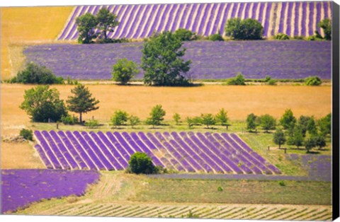 Framed France, Provence, Sault Plateau Overview Of Lavender Crop Patterns And Wheat Fields Print