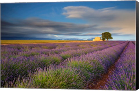 Framed France, Provence, Valensole Plateau Lavender Rows And Farmhouse Print