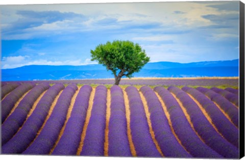 Framed Europe, France, Provence, Valensole Plateau Field Of Lavender And Tree Print