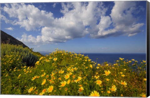 Framed Europe, Greece, Santorini Wildflowers And Ocean Landscape Print