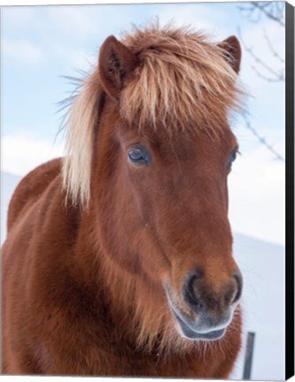 Framed Icelandic Horse In Fresh Snow Print