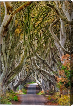 Framed Dark Hedges In County Antrim, Northern Ireland Print