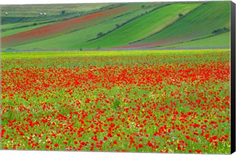 Framed Europe, Italy, Castellucio Piano Grande Field Of Flowers Print