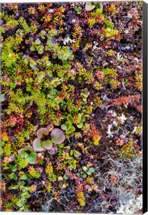 Framed Greenland Qeqertaq Dwarf Birch, Lichen, And Large Flowered Wintergreen Print