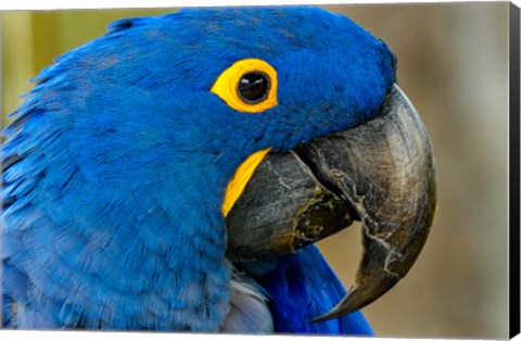 Framed Blue Hyacinth Macaw, Anodorhynchus Hyacinthinus Print