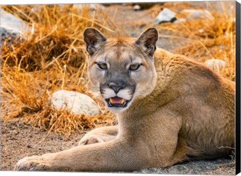 Framed Mountain Lion, Cougar, Puma Concolor Print