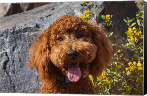 Framed Labradoodle In A Desert Garden Print