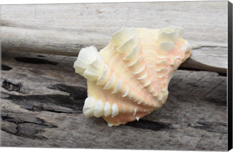 Framed Ruffled Clam Shell - Tridacna Squamosa Print