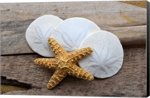 Framed Sand Dollar And Starfish Still-Life Print