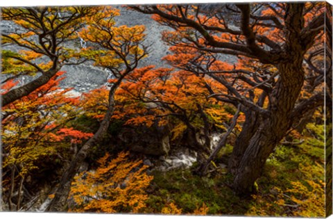 Framed Argentina, Los Glaciares National Park Lenga Beech Trees In Fall Print