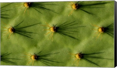 Framed Ecuador, Galapagos Islands Opuntia Cactus Quill Details And Shadows Print